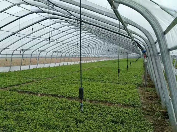 橢圓管型簡體大棚(含噴灌設(shè)備)圖片 橢圓管型簡體大棚(含噴灌設(shè)備)圖片