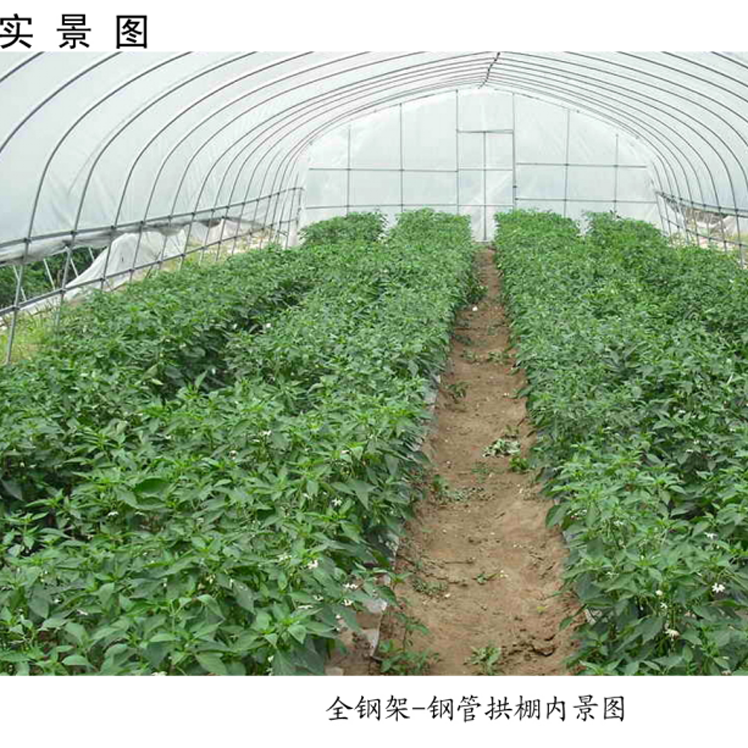 簡易拱棚高清實(shí)景圖 簡易拱棚高清實(shí)景圖